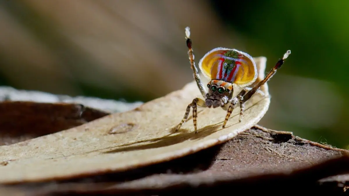 Visuel de Les survivants ultimes de la nature Créatures de haut vol