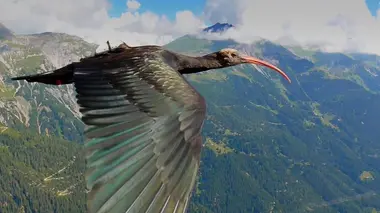 Les survivants ultimes de la nature Créatures de haut vol