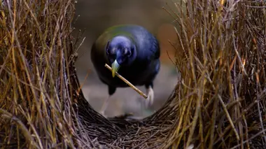 Les survivants ultimes de la nature Les meilleurs bâtisseurs