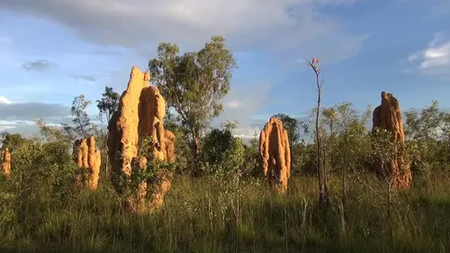 Les termites bâtisseurs