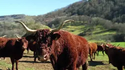 Les terroirs de Fred Chesneau S01E01 Auvergne