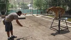 Les tigres en Amérique