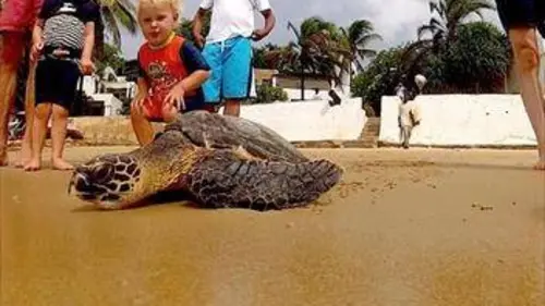 Épisodes de Les tortues de mer de Lamu