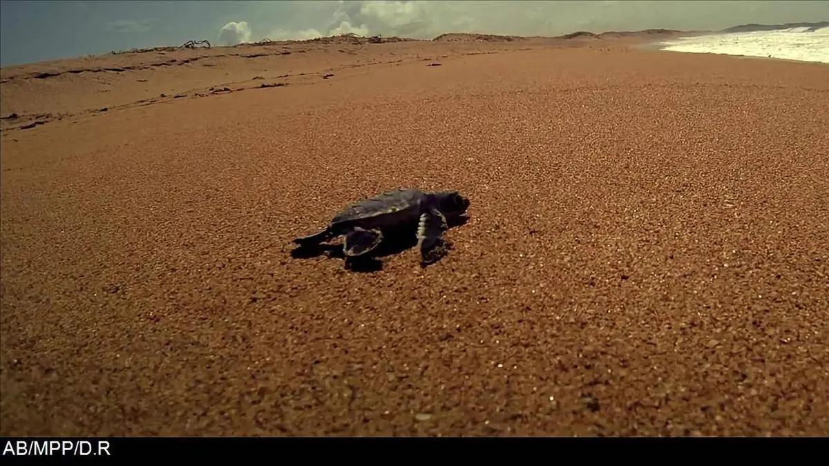 Les tortues de mer de Lamu E01