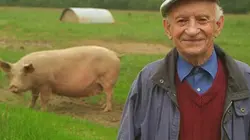 Visuel de Les travers du porc