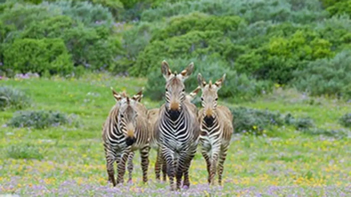 Les trésors cachés d'Afrique du Sud E03 Namaqualand, le désert fleuri