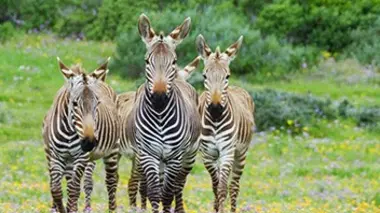 Les trésors cachés d'Afrique du Sud De Hoop, le sanctuaire de l'espoir