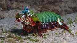 Sur Animaux à 22h23 : Les trésors de l'océan