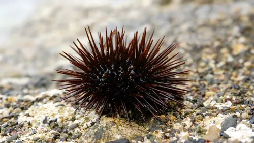 Les trésors de l'océan Tortues imbriquées