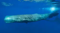 Sur Animaux à 22h23 : Les trésors de l'océan