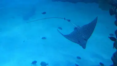 Majestueuses raies manta