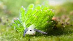 Les trésors de l'océan Limace de mer mortelle