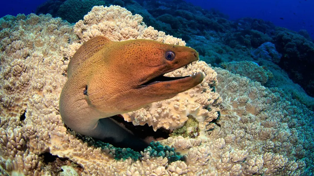 Les trésors de l'océan La puissante murène