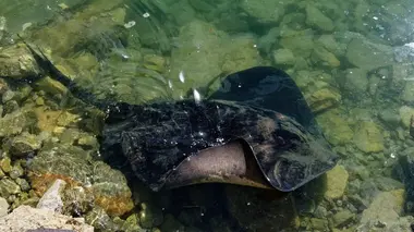 Raies pastenagues et narvals