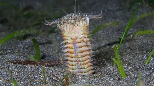 Les trésors de l'océan L'inquiétant concombre des mers