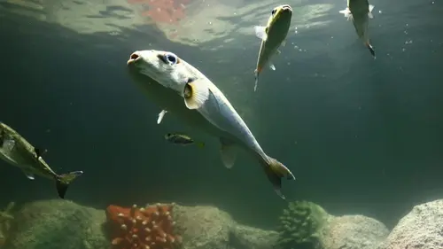 Les trésors de l'océan La baleine à bosse