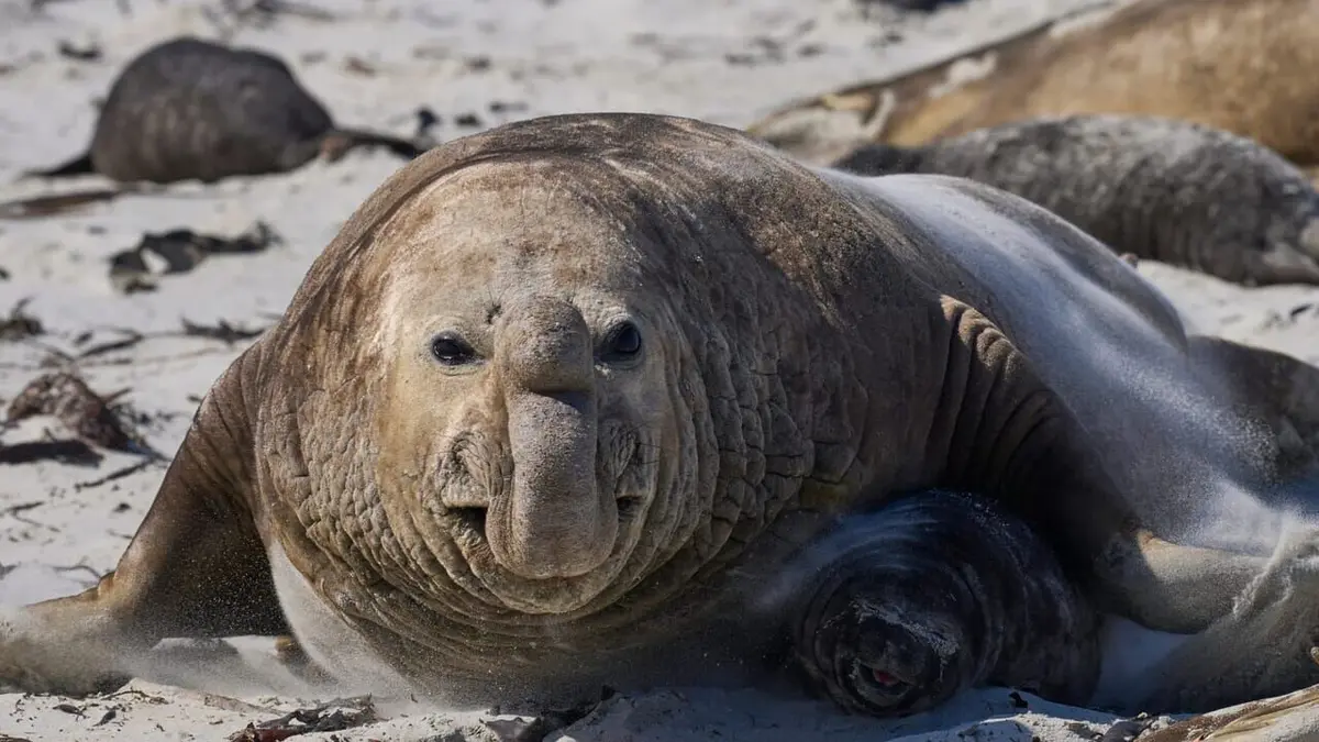 Les trésors de l'océan Les éléphants de mer