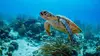 Les trésors de l'océan Les tortues de mer