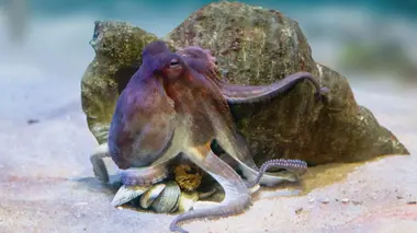 Les trésors de l'océan L'escapade des pieuvres