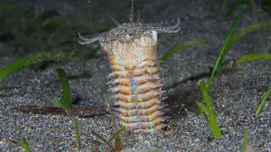 Les trésors de l'océan L'inquiétant concombre des mers