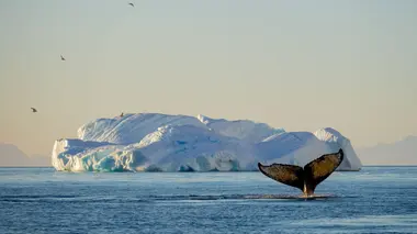 Les trésors de l'océan La baleine boréale