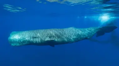 Les trésors de l'océan Le cachalot