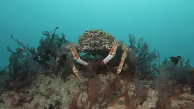 Les trésors de l'océan Les crocodiles de l'eau salée
