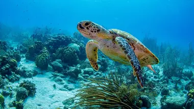 Les trésors de l'océan Les tortues de mer