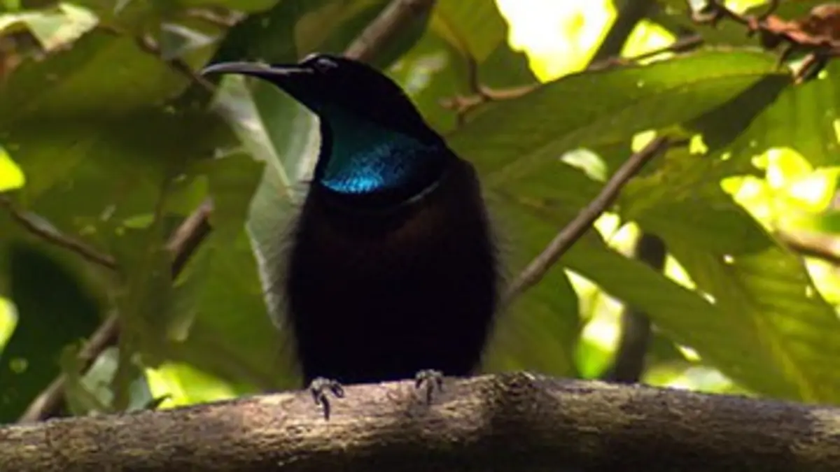 Les trésors de Papouasie