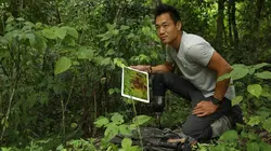 Les trésors perdus des Mayas