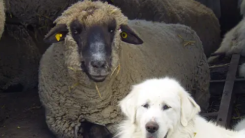 Les tribulations d'un berger transhumant