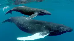 Les USA sauvages en quatre saisons