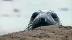 Les USA sauvages en quatre saisons