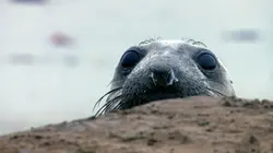 Les USA sauvages en quatre saisons