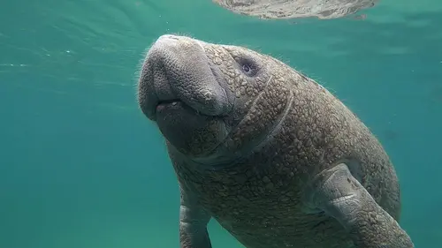 Les USA sauvages en quatre saisons S01E02 Hiver