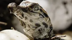 Les USA sauvages en quatre saisons