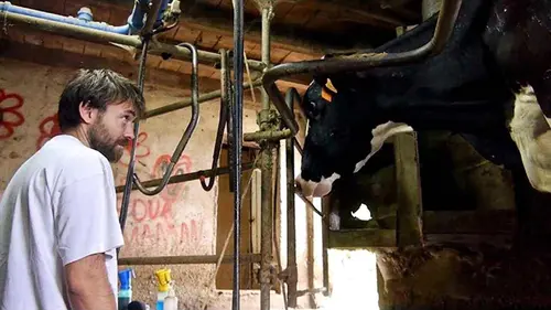 Les vaches n'auront plus de nom