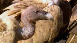 Les vautours sont de retour