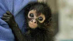 Visuel de Les vétérinaires de la jungle