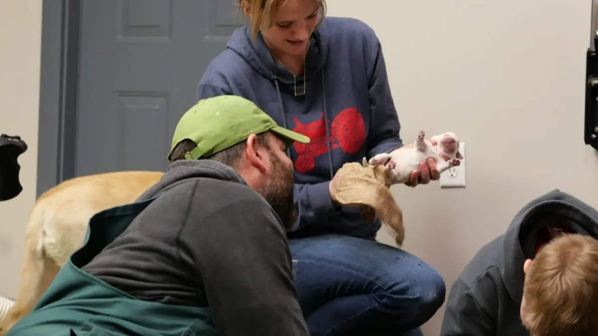 Les Vétérinaires du Midwest Une séparation difficile