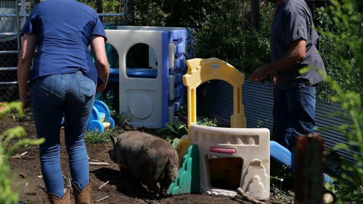 Les Vétérinaires du Midwest Copains comme cochons