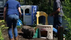 Les Vétérinaires du Midwest