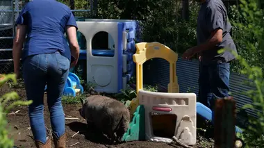 Copains comme cochons