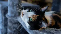 Les Vétérinaires du Midwest