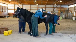 Les Vétérinaires du Midwest