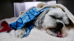 Les Vétérinaires du Midwest