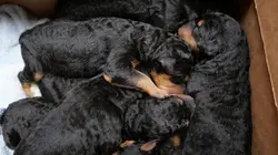 Les Vétérinaires du Midwest