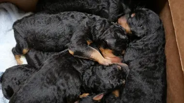 Erin devient chèvre