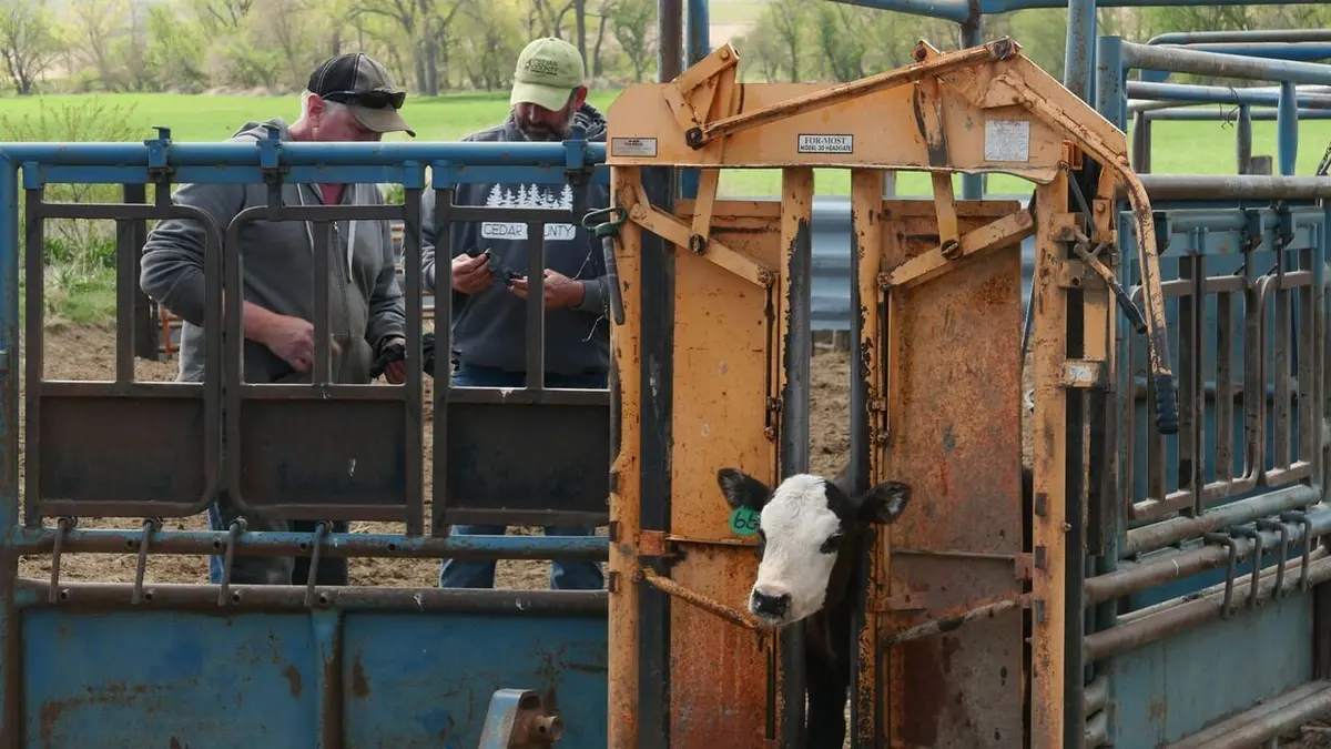 Les Vétérinaires du Midwest Le seigneur des oiseaux