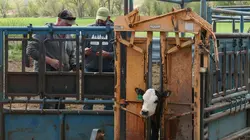 Les Vétérinaires du Midwest